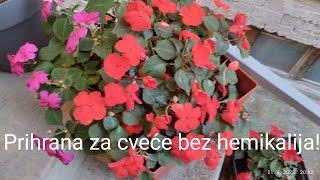 Prihrana za cveće bez hemikalija!Samo kvasac i voda.#viralvideo #viral #cveće #hortikultura #saveti