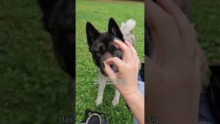 Kleiner Schock heute ‍ #tauberhund #hunde #akita #lebenmithund #hundetraining #shorts