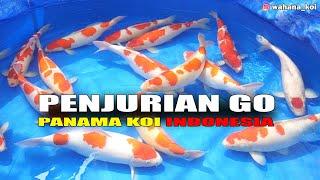 LUAR BIASA PENJURIAN GROW OUT PANAMA KOI IKAN DARI AKF