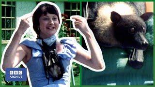 1978: The PALAEONTOLOGIST and BALLS, the FRUIT BAT | That's Life! | Funny Animals | BBC Archive