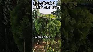 츄파춥스 토피어리 만드는 과정 #gardening #topiary #lollipop