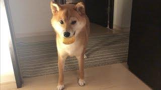 勉強の秋 空気の読める柴犬    柴犬ゆき Shiba inu, Yuki