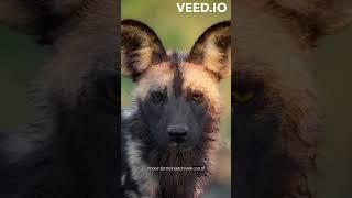 African wild dogs