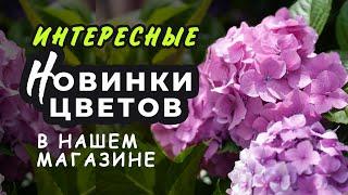 Интересные сорта гортензии, кальмии, розы и других цветов