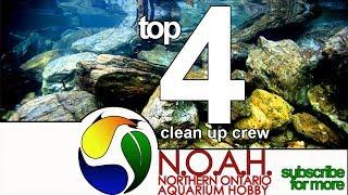 Top 4 Aquarium Clean Up Crew for Planted Tanks