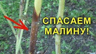 СПАСАЕМ МАЛИНУ! ПУРПУРОВАЯ ПЯТНИСТОСТЬ. ЧЕМ ОБРАБОТАТЬ МАЛИНУ ВЕСНОЙ