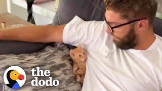 Tiny Foster Kitten Becomes King Of His House | The Dodo Little But Fierce