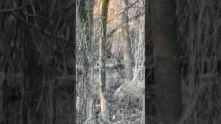 Rut is finally here!