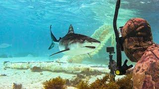 Freediving with Tiger Sharks While They Eat A Whale