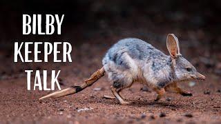 Greater Bilby Keeper Talk at Taronga Zoo Sydney