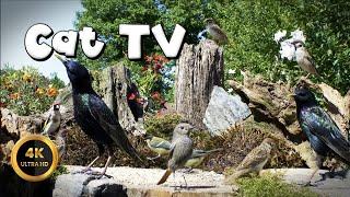 Cat TV for Cats to Watch  - WHO CAN FLY, NEVER DIE‍⬛(4K)