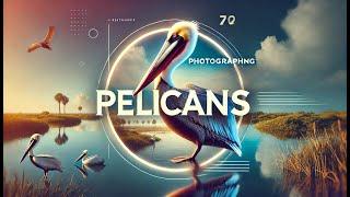 Pelicans at the Wetlands