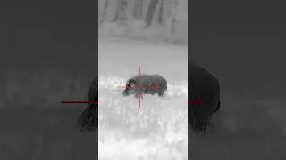 Huge boar dumped with thermal #hunting #hoghunting #feralhogs