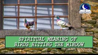 WHAT DOES IT MEAN WHEN A BIRD HITS YOUR WINDOW - Find Out The Biblical Dream Meaning