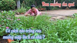 Cắt Rau Muống Mới Trồng Vô Xào Tỏi ,Cá Thu Xanh Chiên Ăn Cơm Trưa - Em Gái Quê