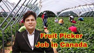 Fruit Picker Jobs in Canada