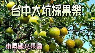 台中大坑東昇觀光果園採果樂，每年11~12月有開放採果，3~40年以上的橘子老欉，皮薄多汁又鮮甜