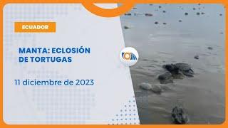 #NoticiasEcuador | Temporada de nacimiento de tortugas marinas en playas de Manta11/12/2023