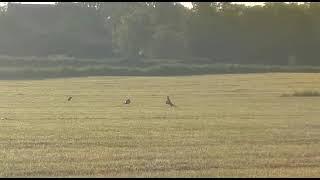 Hase, Vogel zusammen