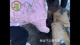 东北冬天在地里挖萝卜，地面硬到要用斧子砍，那进屋里做包子 #东北林区#做包子#林区大雷#林区小俩口#东北地面有多硬