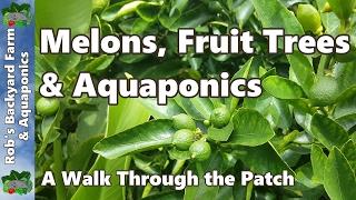 Melons, Fruit Trees & Aquaponics - Backyard Farm & Aquaponic Update