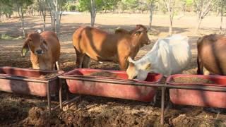 Nutrición de las vacas brahman | La Finca de Hoy