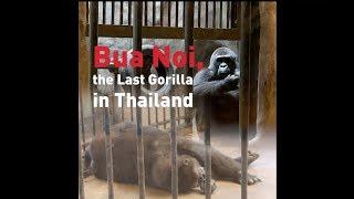 Bua Noi, Thailand's Last Gorilla, Lives in a Decrepit Zoo Atop a Mall