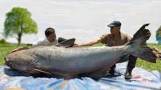 WORLD'S BIGGEST CATFISH CATCHES