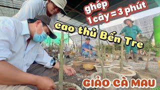 Thỉnh cao thủ Bến Tre về ghép tốc độ 100 cây/buổi nhân giống giảo Cà Mau vườn mai Huỳnh Tú Bình Lợi