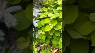 Гортензия древовидная Стронг Аннабель #гортензии #саддача