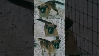 to Adopt Finn: https://cpas.rescuegroups.org/forms/ #fyp  #animaladoption #rescuedog #adoptarescue