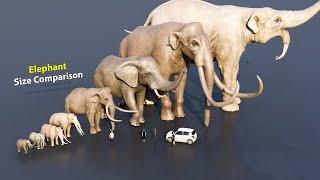 Elephant size comparison #animation #animals