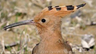 Strano verso di Upupa - Strange sound of Hoopoe (Upupa epops)