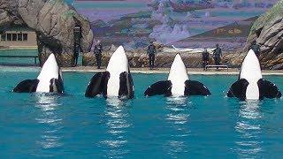 Orca Encounter Goes Wrong (Ultra HD) Aug. 23, 2019 - SeaWorld San Diego