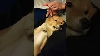 Brush teeth 🪥#shortvideo #fypシ゚viral #cute #housedog #doglife #dogowner #doglover #dogs #pets #fyp