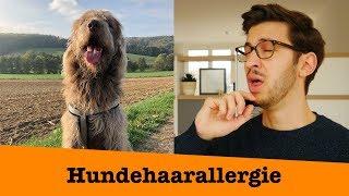 Hundehaarallergie - Gibt es hypoallergene Hunde?