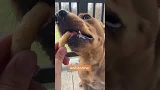 Dog eating ASMR  Jiminy’s Peanut Puffs