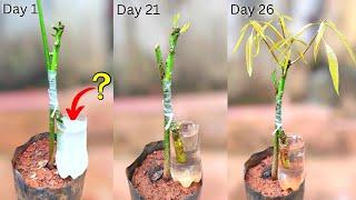 New technique for mango grafting | with water & Rooting hormone | % successful technique