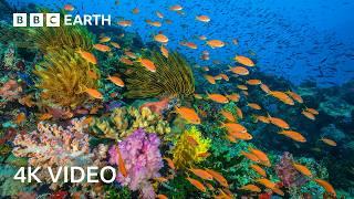 5 Hours of 4K Nature Scenes | BBC Earth