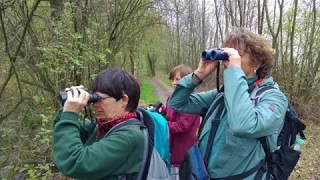 birdingtrip: Vogelbeobachtung westliches Münsterland und Niederrhein