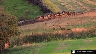 Roe deer escape the heavy showers and graze in the fields around Burnley