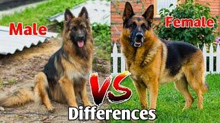 Male Vs Female German Shepherd /comparison/ differences Between them