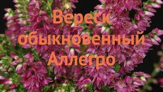 Вереск обыкновенный Аллегро (calluna vulgaris allegro)  обзор: как сажать, саженцы вереска Аллегро