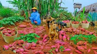 Harvest Sweet Potatoes Goes To The Market Sell, Replant Green Beans On Sweet Potato Land | Tieu Lien