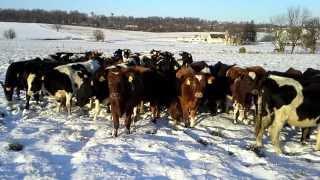 Winter calf grazing through snow