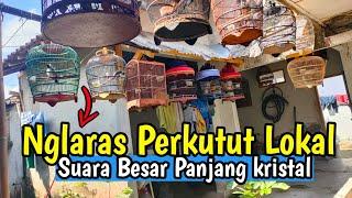 Nglaras PERKUTUT LOKAL GACOR Suara BESAR PANJANG Kristal