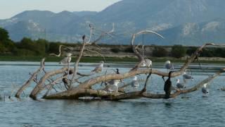 Красота природы. Черногория. Beauty of nature. Montenegro