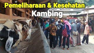 PEMELIHARAAN DAN KESEHATAN KAMBING SUKSES BUDIDAYA TERNAK KAMBING ‼️