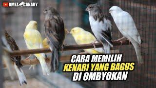 5 TIPS Saat membeli kenari di ombyokan biar dapet kenari yg bagus