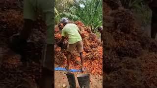 palm oil loading maa polam lo 